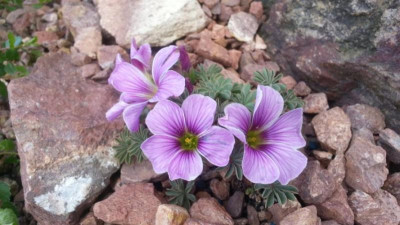 OXALIS ENNEAPHYLLA.JPG