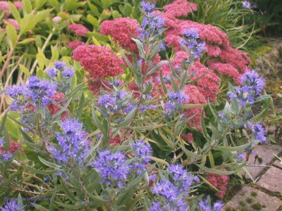 Perovskia_vor_Sedum_telephium002.jpg