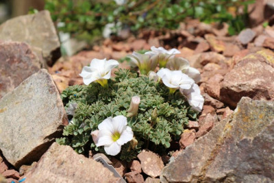 OXALIS WEIß.JPG