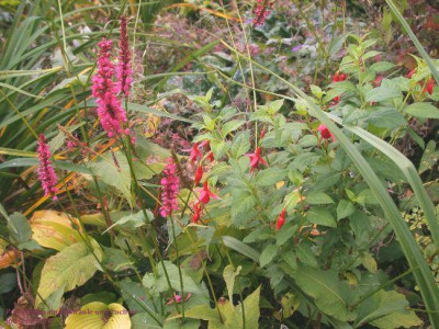 Polygonum_amplexicaule_und_Fuchsie002.jpg