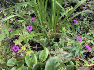Geranium_Ann_Folkard0022.jpg