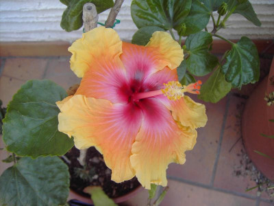 PICT0625.JPG