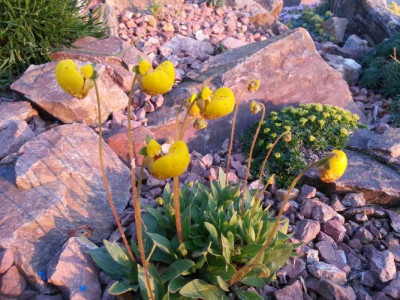 Calceolaria lanceolata.jpg