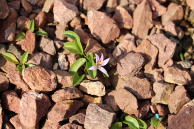 Hypsela reniformis.jpg