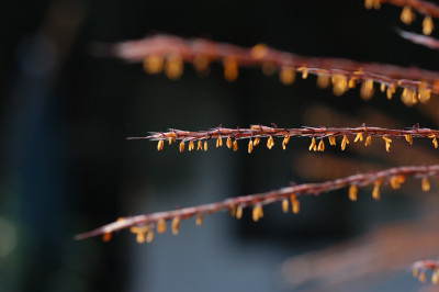 herbstschilf_N15652.jpg