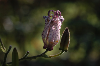 kroetenlilie_15661.jpg