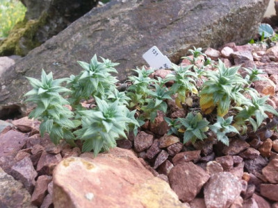 Nassauvia dusenii.jpg