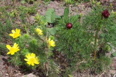 Paeonia_mit_Adonis.jpg
