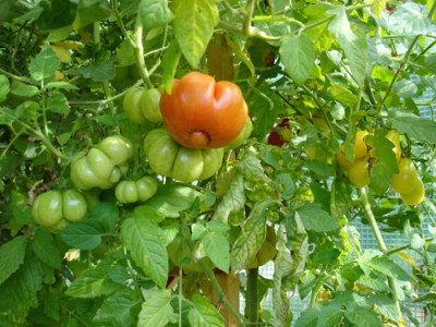 tomaten7.10..jpg