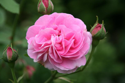 Rose Louse Odier0115.JPG