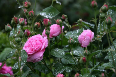 Rose Louise Odier0115.JPG