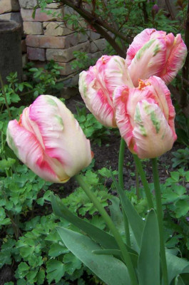 Papageintulpen.jpg