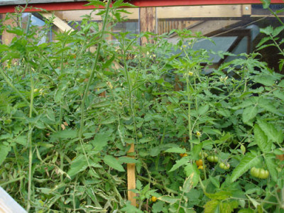 tomaten7.10b.jpg