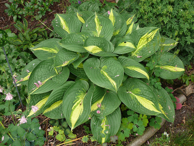 hosta_ann_kulpa_2015-06-13_329.jpg