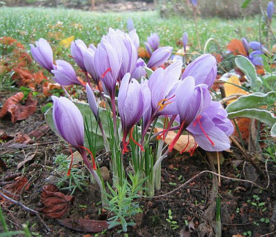 CrocusSativus20051008.jpg