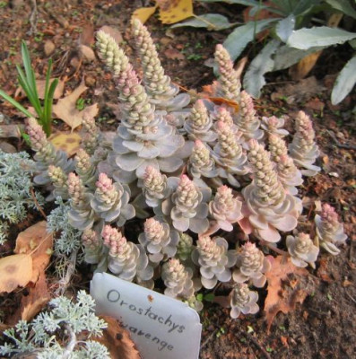 OrostachyIwarenge20051008.jpg