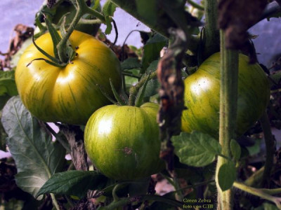 Tomate_Green_Zebra002.jpg