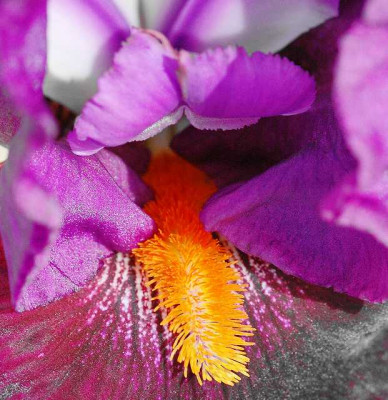 Iris_1_19-05-2005.jpg