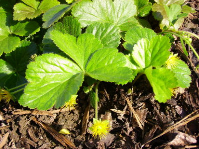 waldsteinia_ternata.JPG
