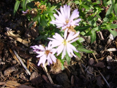herbstblume.JPG