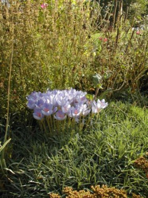 herbstkrokusgesamt.jpg
