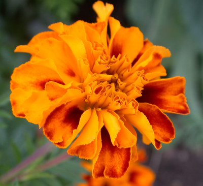 Studentenblume_K_20452_91.jpg