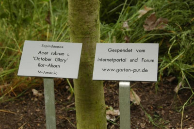 acer_rubrum_october_glory_schild.jpg