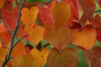Cercis-Okt-1.jpg