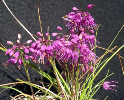 Allium_splendens_var.kurilense_2005-10-08.JPG