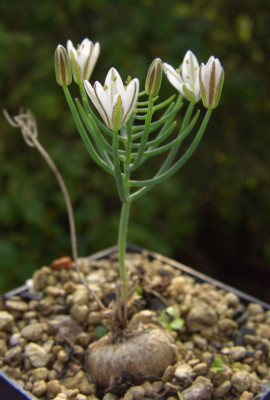 Eriospermum_aphyllum1.jpg