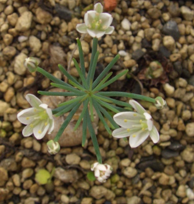 Eriospermum_aphyllum2.jpg