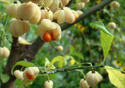 Euonymus_europaeus_Albus.jpg