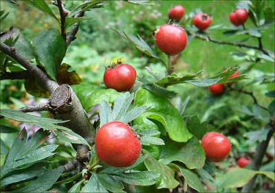 Crataegus_tanacetifolia.jpg