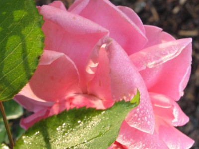 BlossomtimeTropfen11.10.2005.jpg