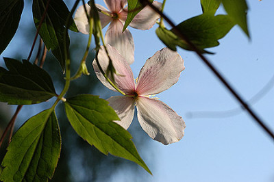 clematis_bluete_040425_4434.jpg