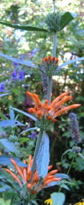 Leonotis_leonurus_11-10-05.jpg