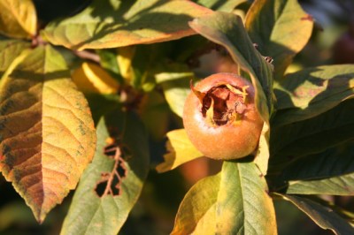 Mispel_Herbstfarbe.jpg