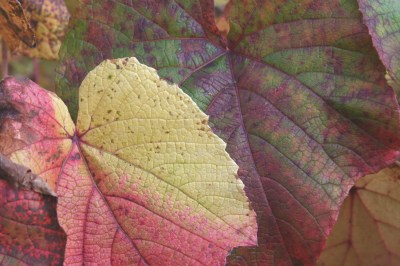 Vitis_Herbstfarbe.jpg