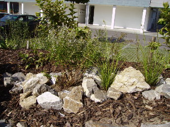Gras_Blumen_1.JPG