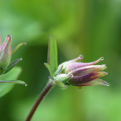 akelei_wassertropfen_4371.jpg