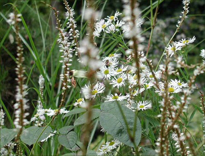 Persicaria_Aster.jpg