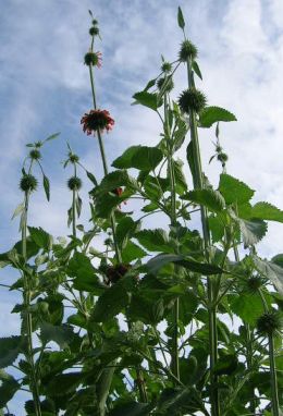Leonotis_leonurus__4.jpg