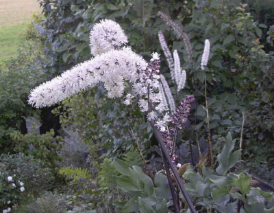 Cimicifuga_simplex_AtropurpureaRimg0195.JPG