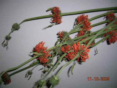 Leonotis_nepetifolia.jpg