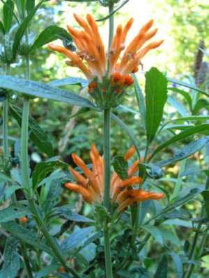 Leonotis_leonurus_deutlicher.jpg