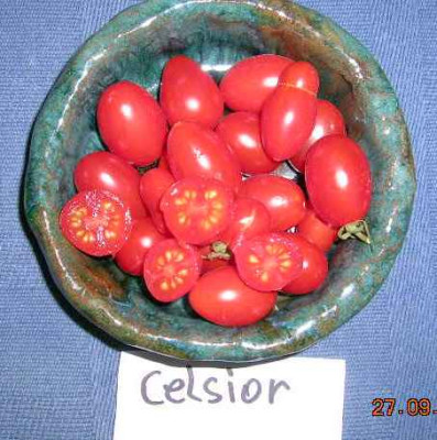 Celsior_1.jpg