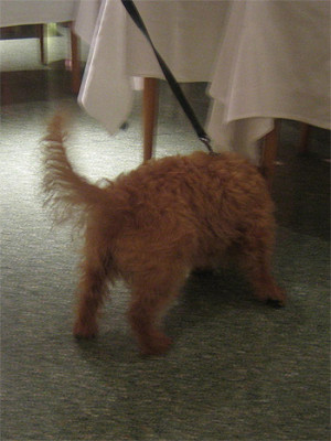trueffelhund.jpg