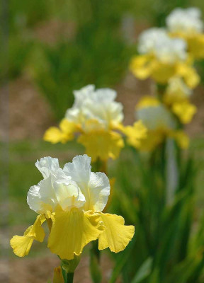 Iris_4_19-05-2005.jpg