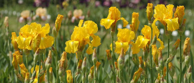 Iris_5_19-05-2005.jpg