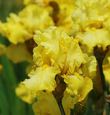 Iris_6_19-05-2005.jpg